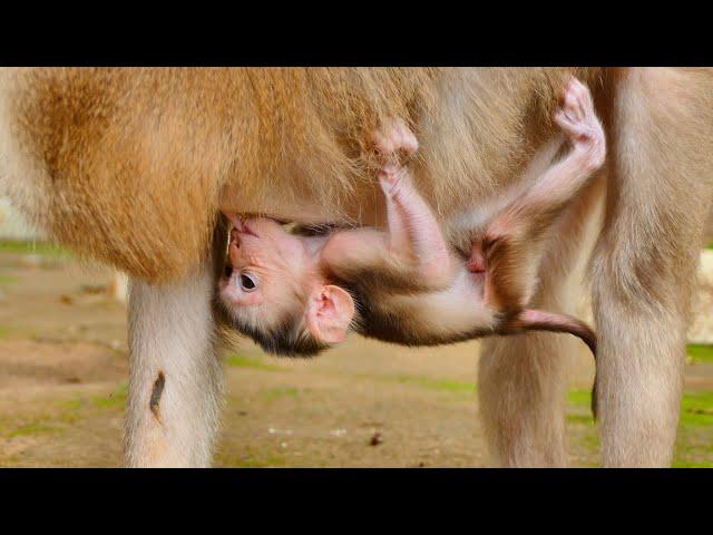 Awesome Video Mixed...Baby Monkey Molly And Brendly Are Absoluetly Adorable And Really Cute