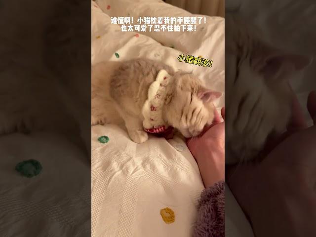 【#薄荷猫猫甜不甜】谁懂啊!小猫枕着我的手睡醒了!也太可爱了忍不住拍下来! #薄荷猫猫 #治愈系猫咪 #仙女猫 #我和我的猫