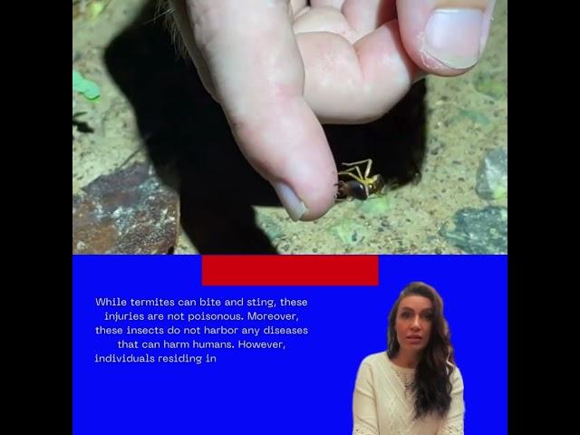 Can termites invade the human body?
