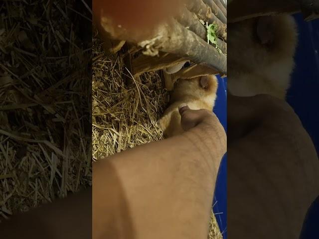 Scratching the back of the Poune, SHE GETTING CRAZY  (GUINEA PIG)