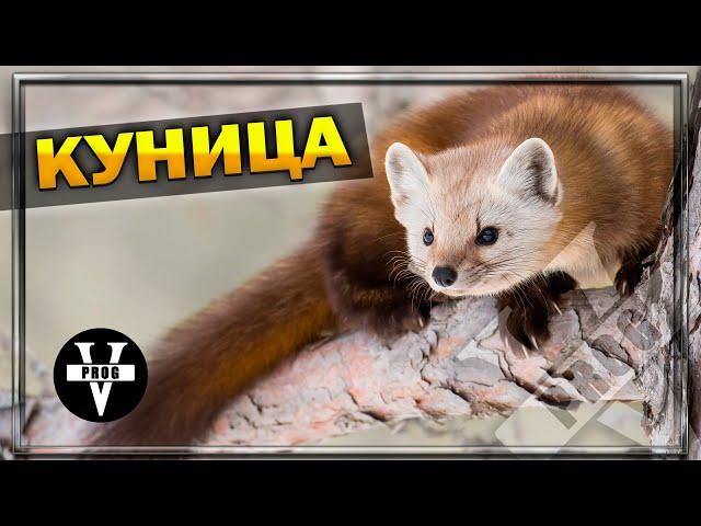 КУНИЦА! Обаятельный хищник, где живет и как охотиться !