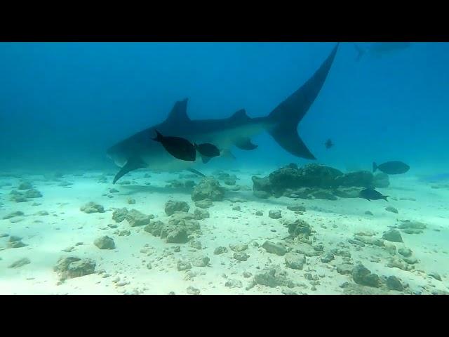 Кормим Тигровых Акул под водой на Мальдивах