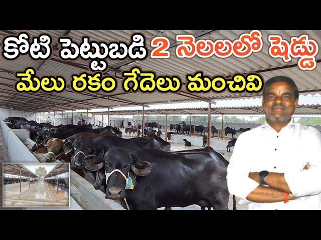 మేలు రకం గేదె ఇవ్వాలి Countryside dairy farms @MalleshAdla