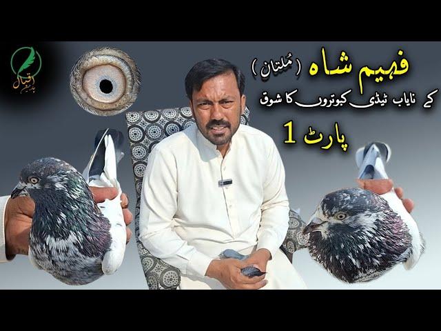 Faheem Shah (Multan) ky Teddy kabootar  (part1)