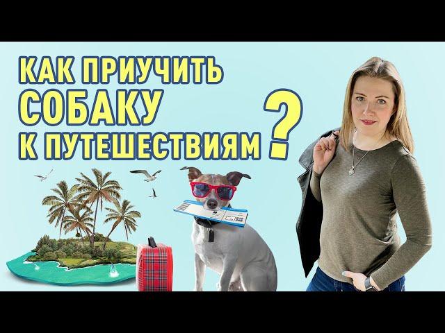 В путешествие с собакой. Как приучить собаку к путешествиям?