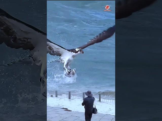 Osprey catches rare fish