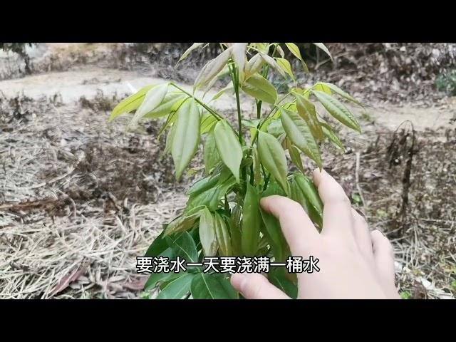 家公教我这样种树苗，累并快乐着，荔枝苗活了，好开心