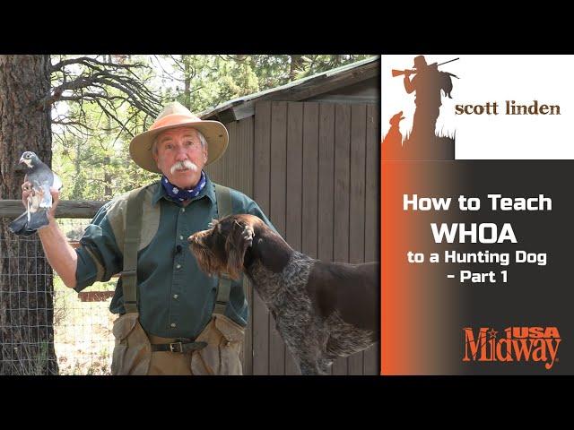 How to Teach WHOA to a Hunting Dog part 1 | Scott Linden