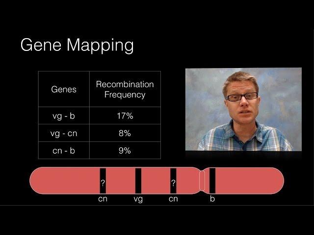 Genetic Recombination and Gene Mapping