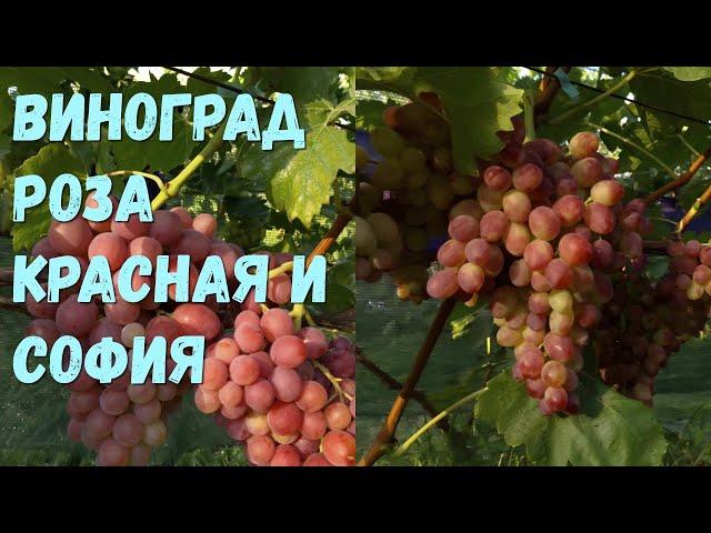 Виноград Роза красная и София.