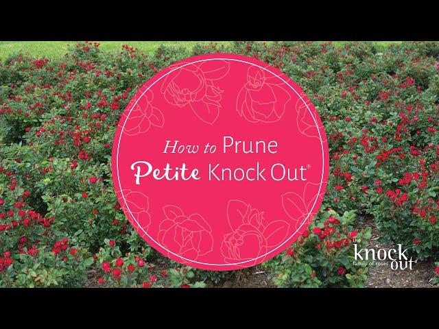 How to Prune Petite Knock Out®