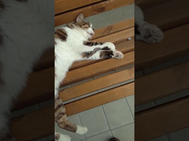 Этот няшка кот Матвей очень любит голубей  Funny cat Matvey sleep. Kucing lucu. Lustige katze. 面白い猫