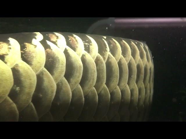 #arowana #monsterfish /24k cross back golden arowana beautiful Scales /#monsterfishaquasl#mfk