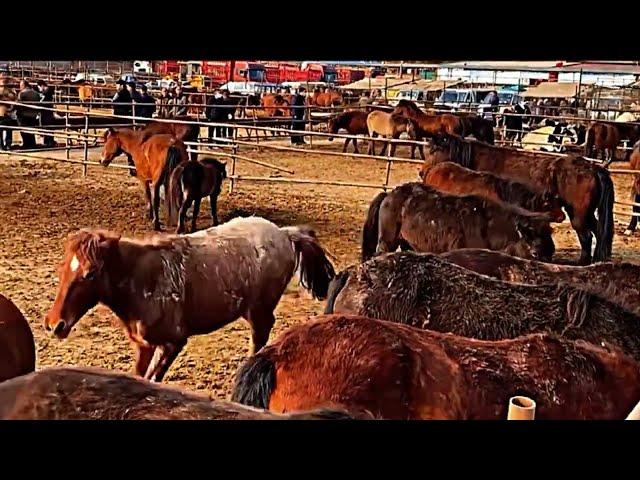 Horse Breeding | Horse Meeting #horsebreeding #horsemeeting #viralvideos