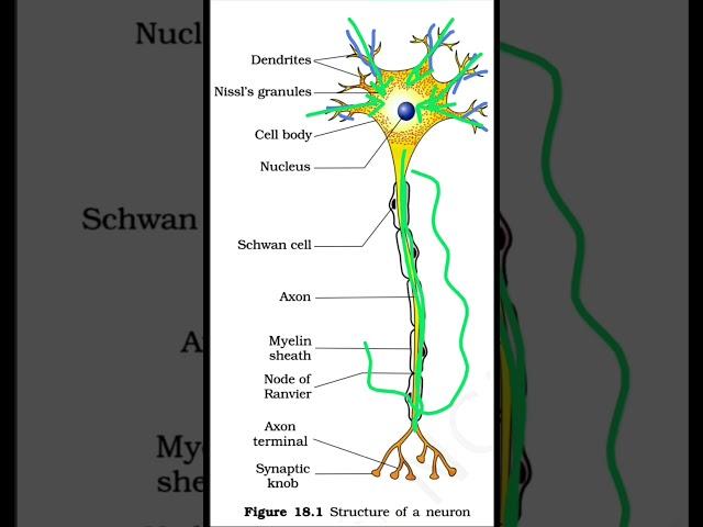 Structure of Neuron..NCERT Diagram..