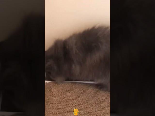 The cat seems to be in a hurry #catsoftiktok #cat #fuuny #kittycat #fyp #foryou #usa