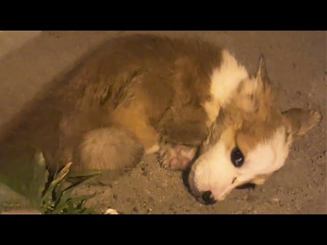 The Puppy lay with tears in eyes,  he was abandoned by owner after falling ill...