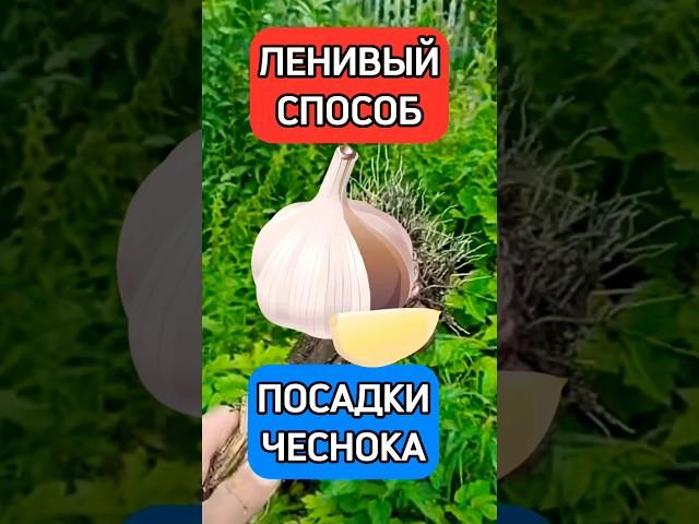 ЛЕНИВЫЙ СПОСОБ ПОСАДКИ ЧЕСНОКА #огород #дача #дом #сад #урожай #огородничество #садоводство #чеснок