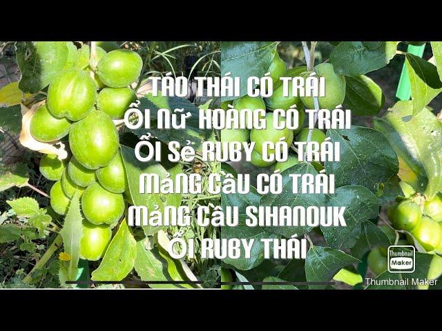 Tìm Cây Bán Tiếp tt765