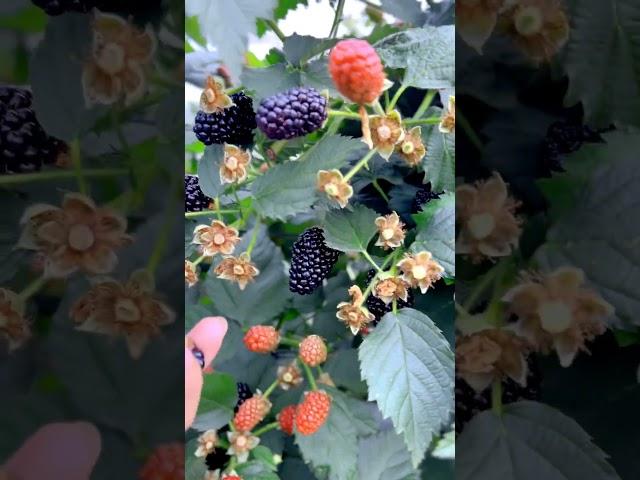 Blackberry Or Blueberry What Would You Like? #satisfying #shortsvideo