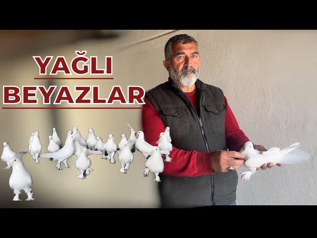 ESKİ YAĞLI BEYAZLAR - NUH GÜÇLÜ KÜMES ZİYARETİ OYUNKUŞU UÇUMU