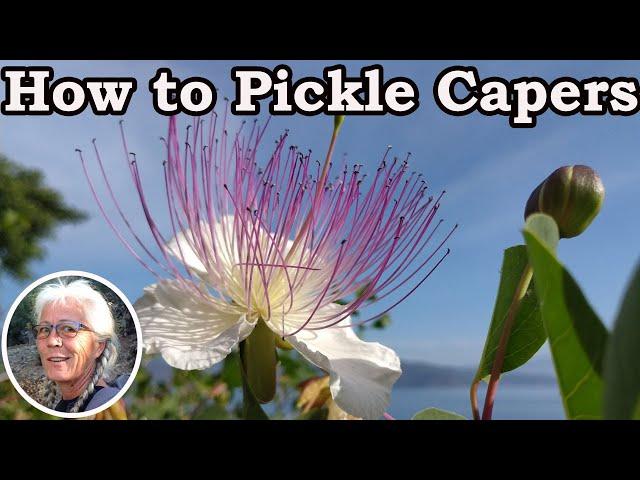 Living in Turkey - How To Pickle Capers Easily