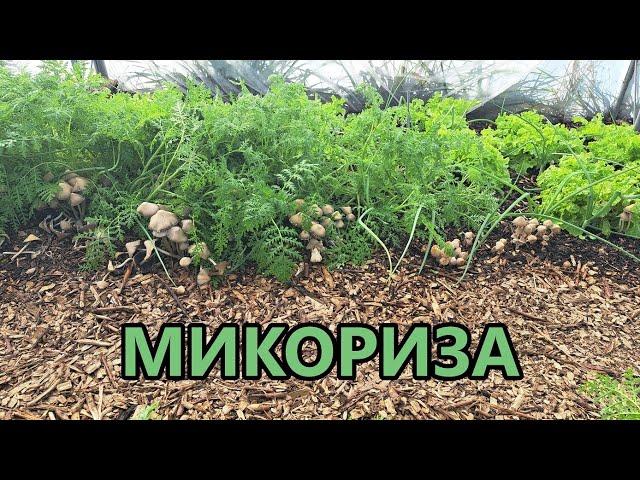 Гора от гъби / Микориза в оранжерията - Tony's permaculture garden