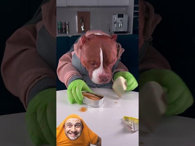 الكلب الانسان 