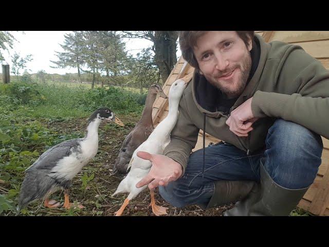 Indian Runner Ducks & Home-made Duck House