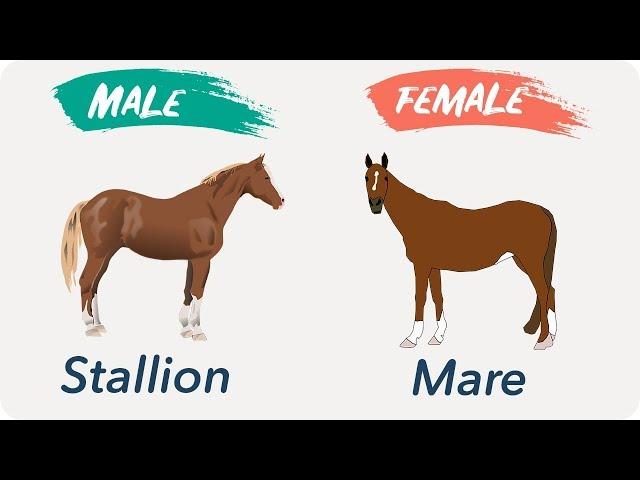 Male and Females Of Animals | Masculine and Feminine Gender of Animals