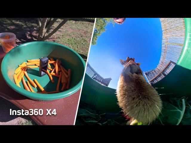 Insta360 X4 - 10+ Fun, Fresh Shot Ideas (ft. Luke Maximo Bell)