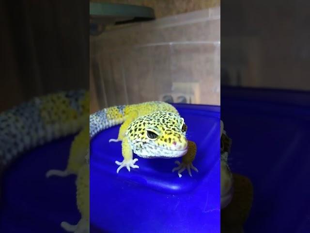 Эублефар Стич. Eublephar. Gekkon.