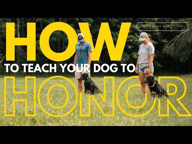 How to Teach Your Duck Dog to Honor