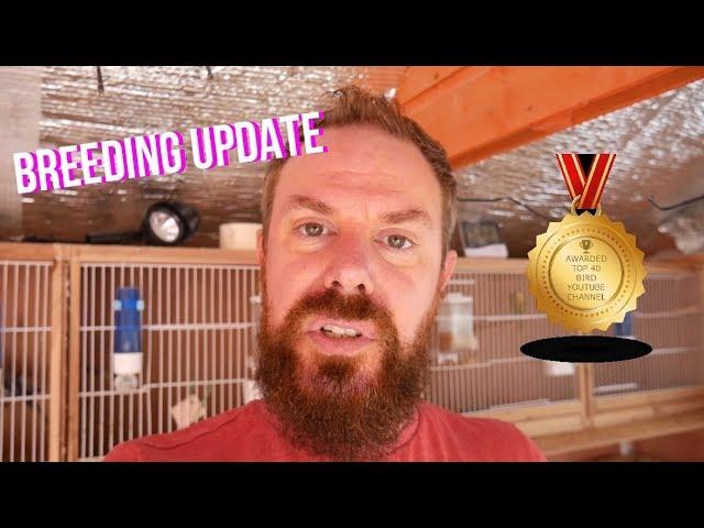 Huge Update! New Babies - Budgie Birdroom and Mixed Aviary Breeding Update