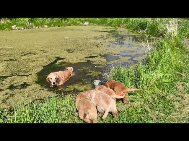 Golden Retriever Dad Shows Puppies How to Swim