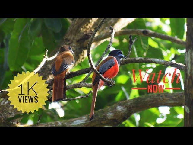 Malabar Trogon ||