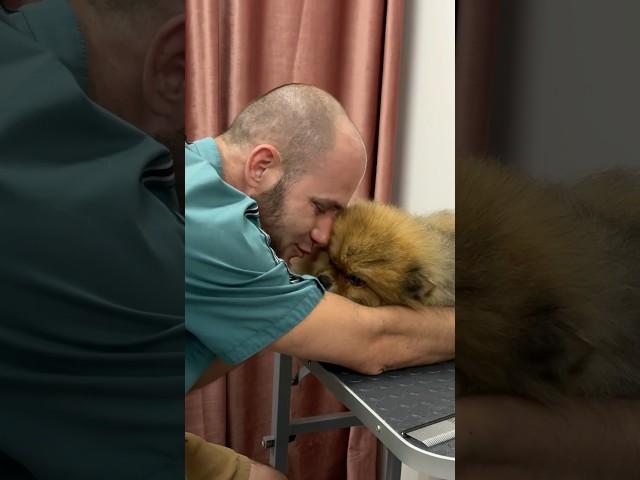#шпиц #grooming #собака #petshopru