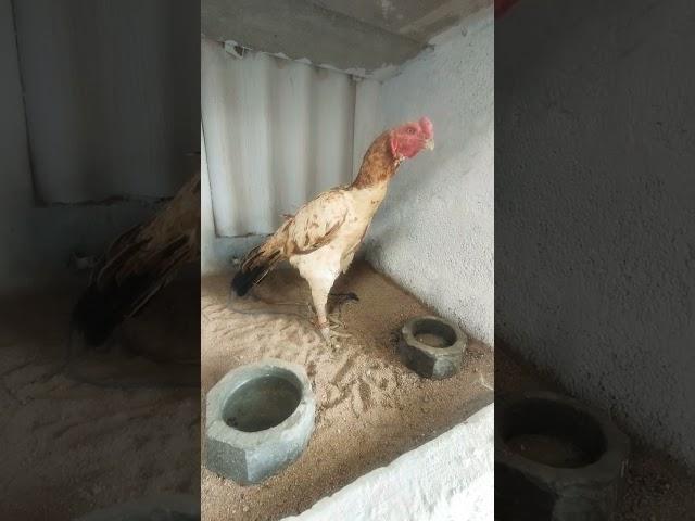 Sabari kattu tharai  loc kinathu kadavu ph 7094558241