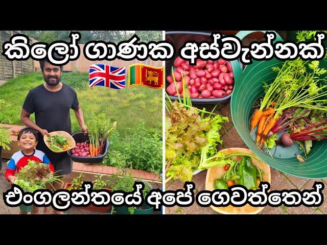 Massive Organic Garden Harvest UK | Life In UK | Summer Gardening | UK Sinhala Vlog | Lankans  In UK