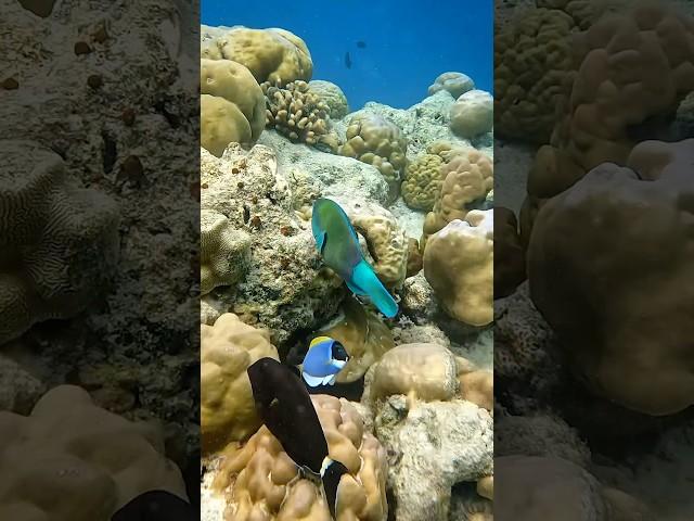 Май на Мальдивах — смотри, что под водой!