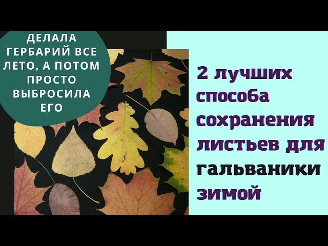 Как заготовить листья для гальванопластики. 2 лучших способа сохранения листьев не в засушенном виде