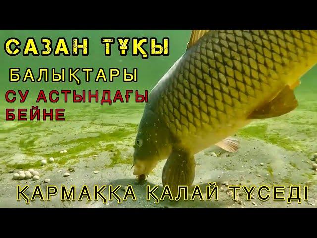 Сазан-Тұқы балықтары қалай түседі | су астындағы бейне