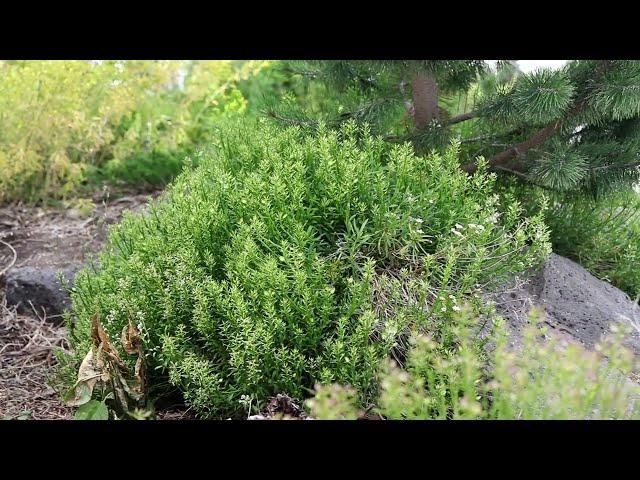 Candytuft (Iberis Sempervirens)