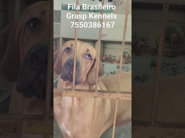 Fila Brasileiro Puppies available  #7550386167  #dog #graspkennels As Faithful As #FilaBrasileiro