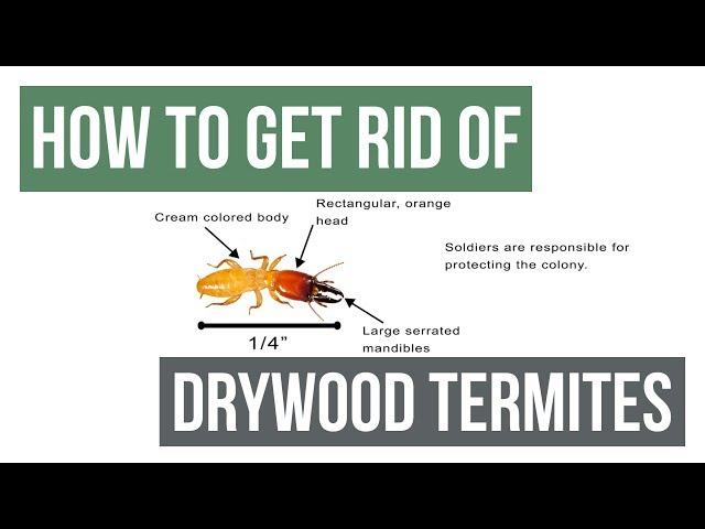 How To Get Rid of Drywood Termites Guaranteed- 4 Easy Steps