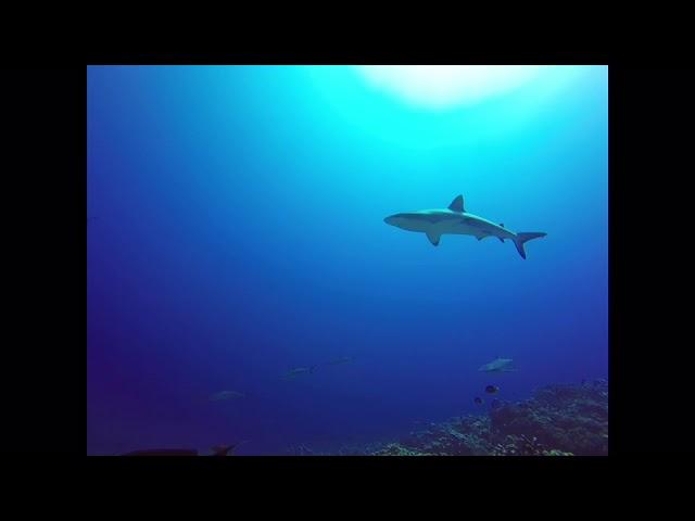 SV Bella Nave dives Shark Wall, South Pass, Fakarava