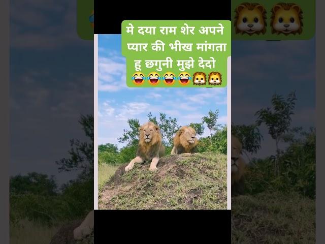 Sher #funny #comedy boys #funny #comedy Sher Ka Dil Ek Bhains ka propose