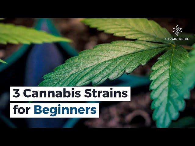 3 Cannabis Strains for Beginners