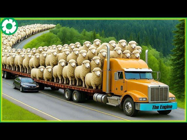 Transporting Million SheepThis Way - Biggest Heavy Equipment Machines | Heavy Machinery