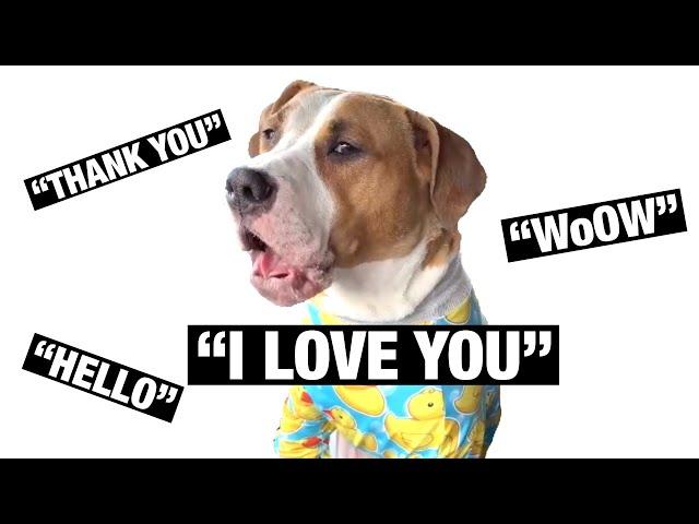 My Dog Speaks Perfect ENGLISH!